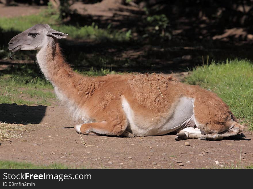 Guanaco