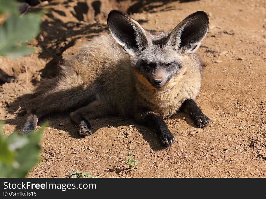 Bat-eared fox