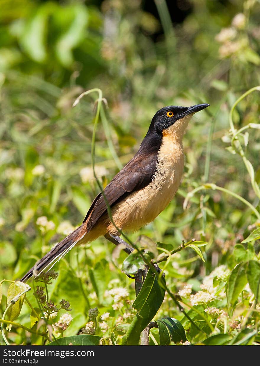 The Black-capped Donacobius (Donacobius atricapilla) is a conspicuous, vocal peruvian bird. It is found in tropical swamps and wetlands.