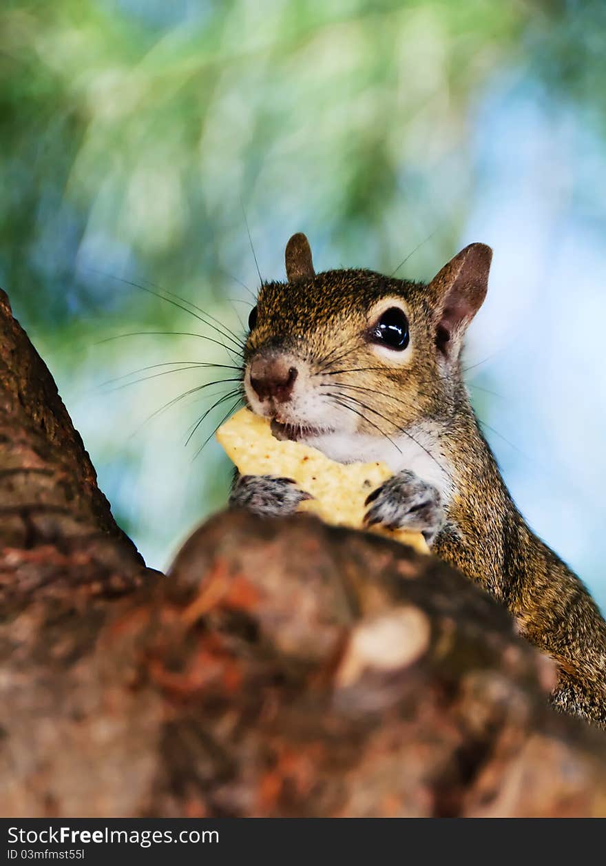 Closeup of a grey squirrel eating chips. Closeup of a grey squirrel eating chips