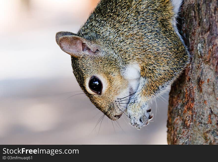 Squirrel eating on the tree