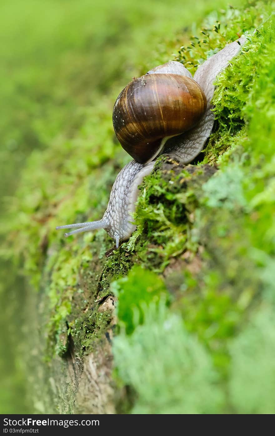 Camera image of a snail in foreground. Camera image of a snail in foreground