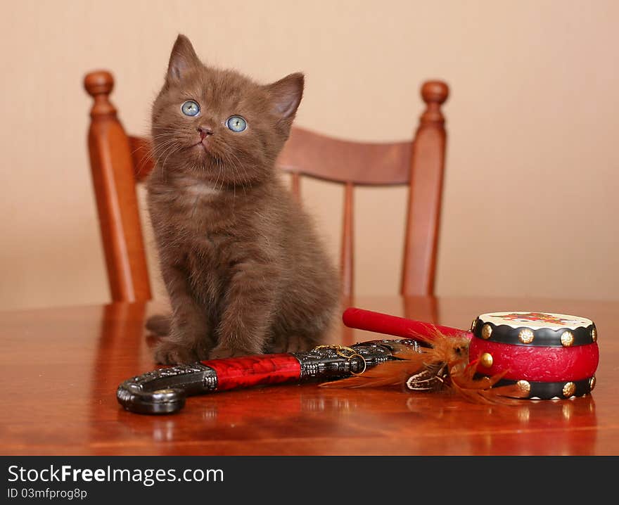 Scottish kitten on a table