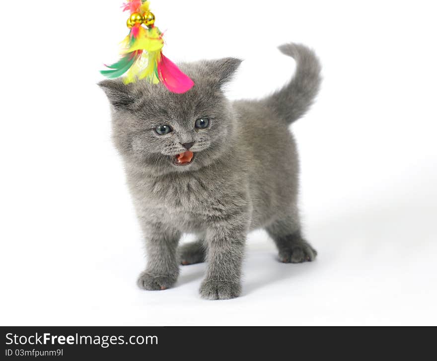 British kitten on white background