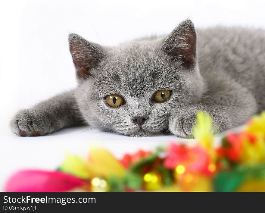 British kittens with toy on white background