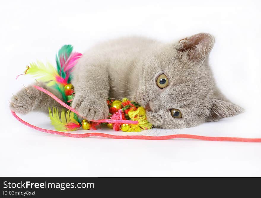 British kittens with toy on white background