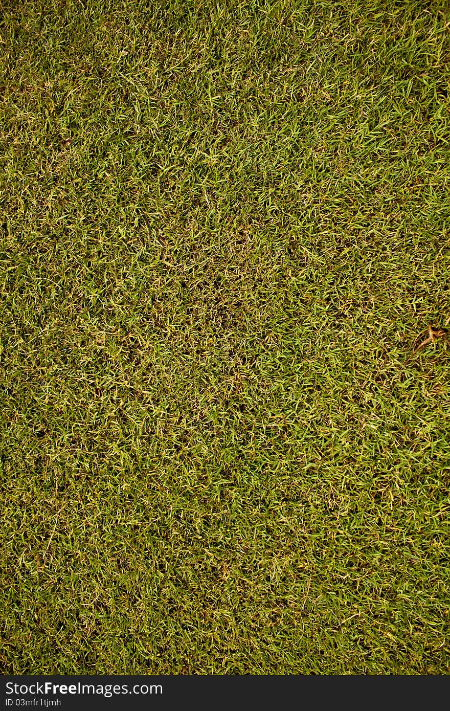 Grass texture in the park.