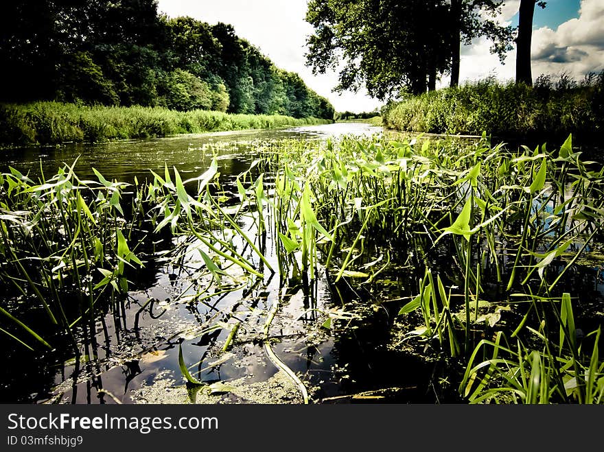 Small canal with fragile vegetation in the sunlight