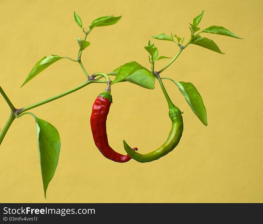 A red and a green chilli growing on the same stem, with a mustard-yellow wall as background. A red and a green chilli growing on the same stem, with a mustard-yellow wall as background.