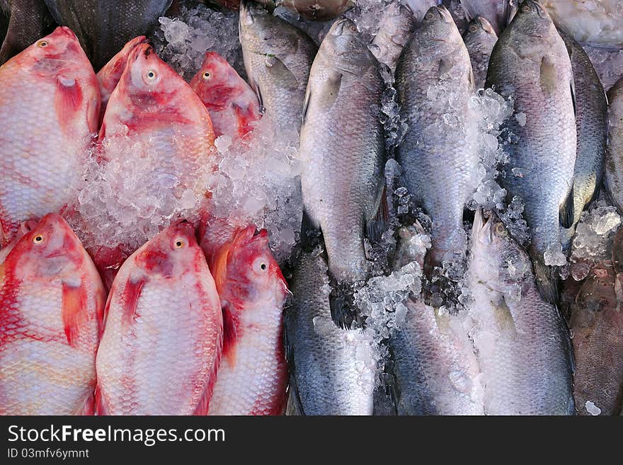 Fresh fish at fish market