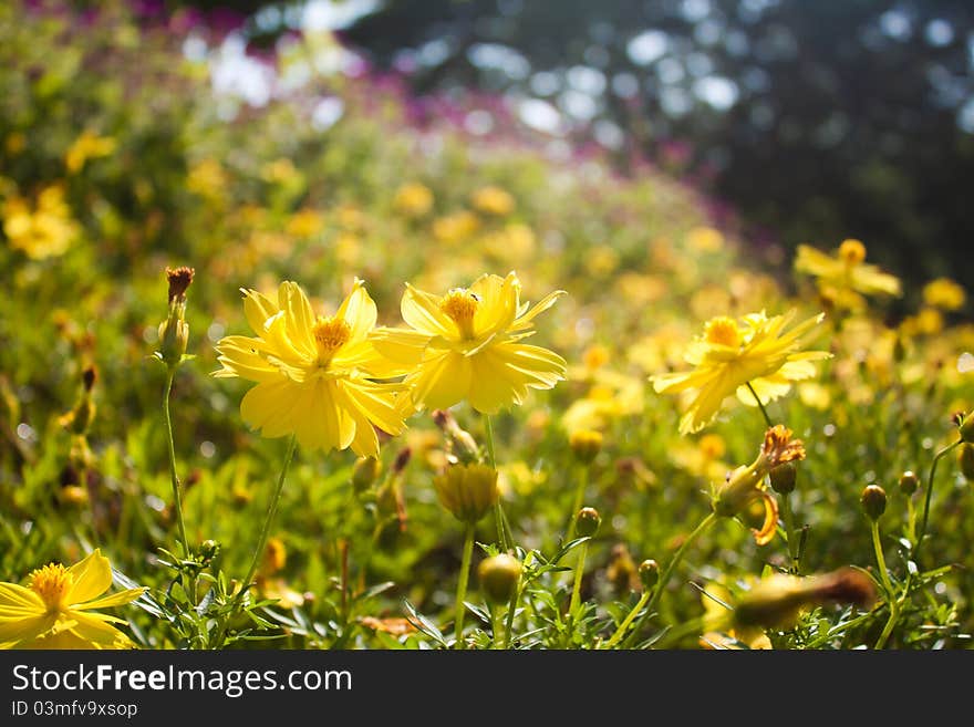 Cosmos yellow flowers.