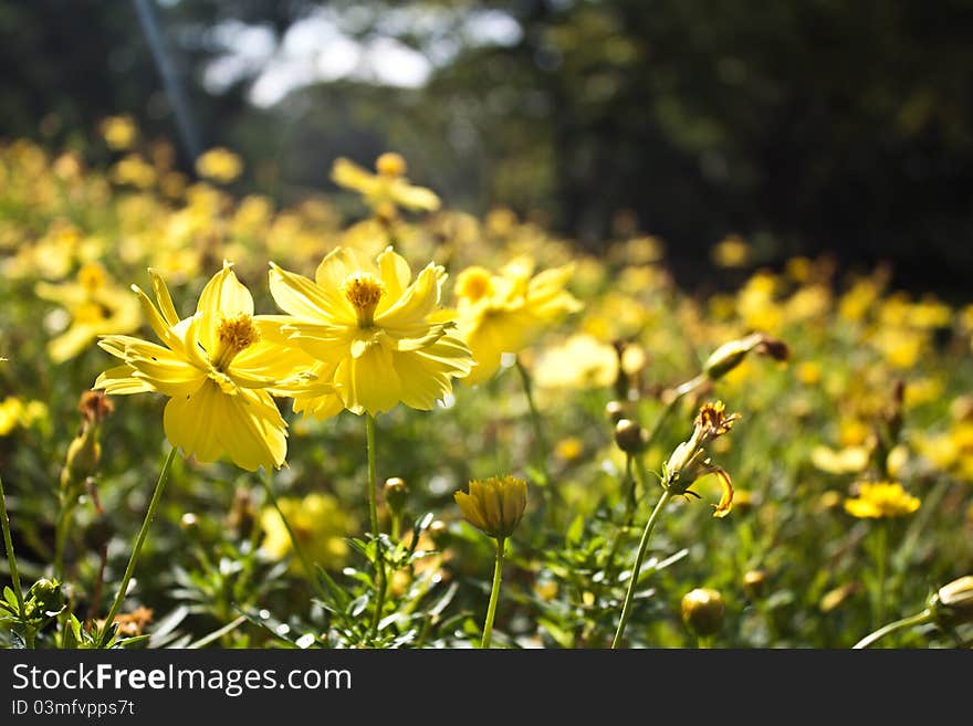 Cosmos yellow flowers in the garden. Cosmos yellow flowers in the garden.