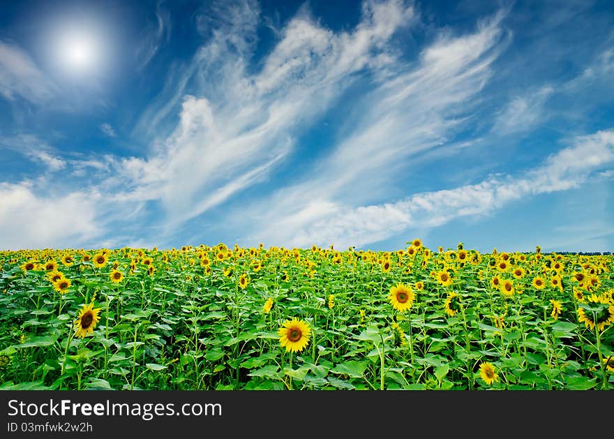 Fine summer field of sunflowers and sun in the blue sky. Fine summer field of sunflowers and sun in the blue sky.