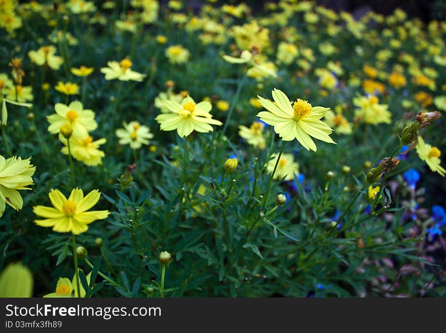 Cosmos yellow flowers