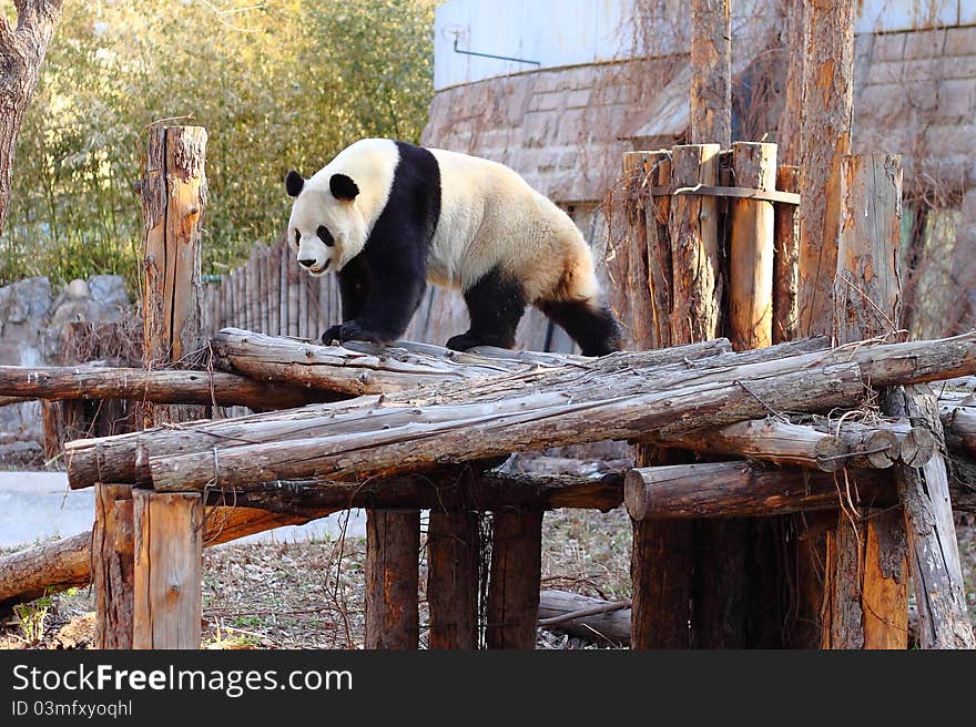 A Giant Panda in the zoo.