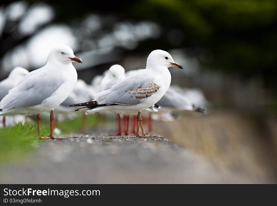 Seagull standing on a sea wall in its flock. Shallow depth of field.