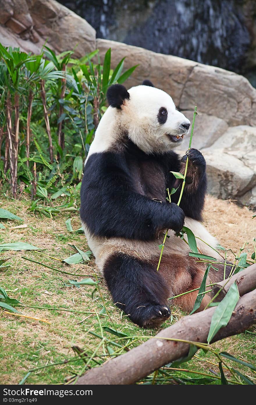 Giant panda bear eating bamboo leafs