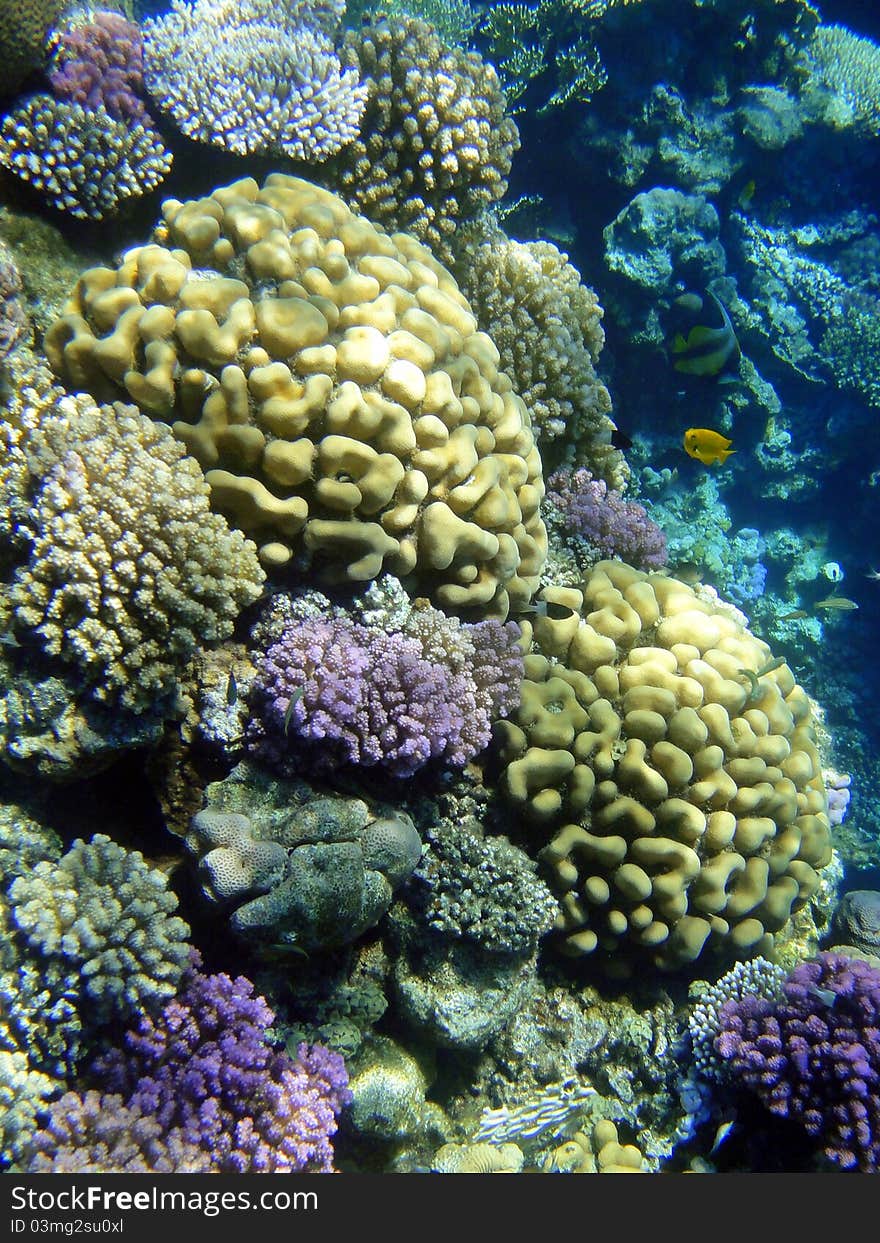 Coral garden in Red sea, Sharm El Sheikh, Egypt