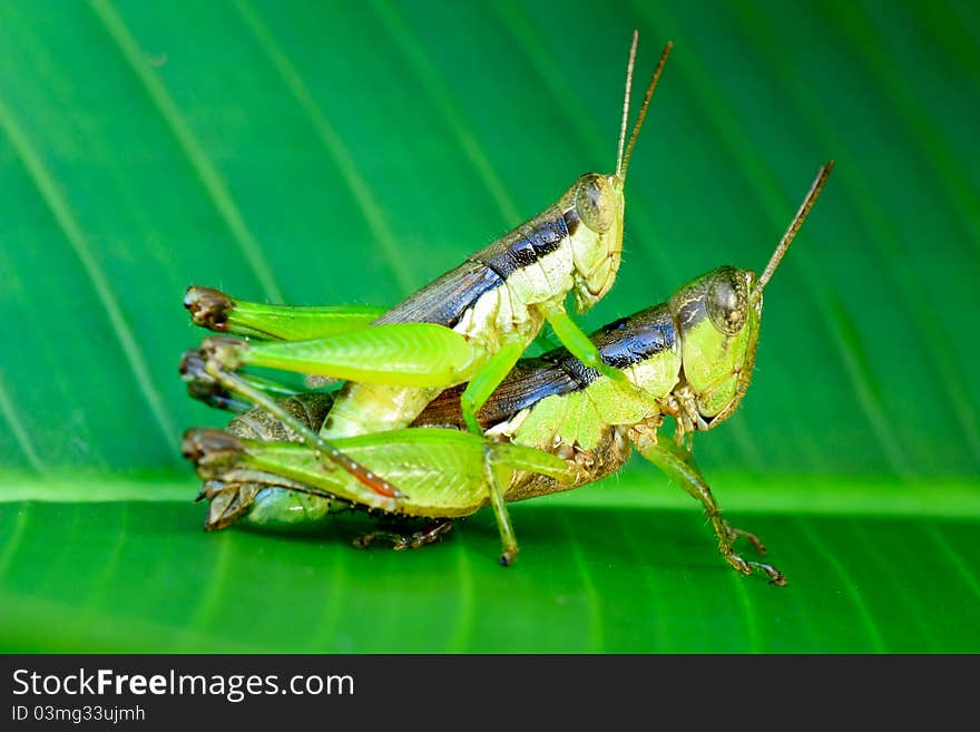 Grasshoppers couple in private moment close up. Grasshoppers couple in private moment close up