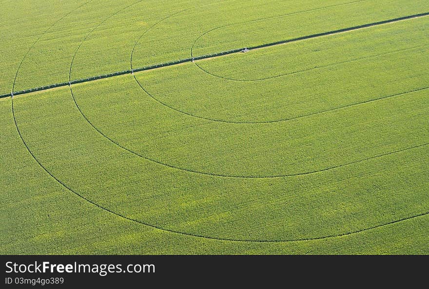 Green wheat field with reflection of water lines and planting in the countryside