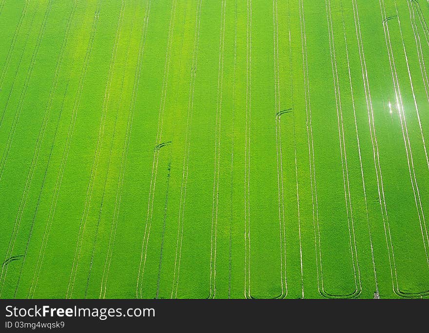 Green wheat field with reflection of water lines and planting in the countryside