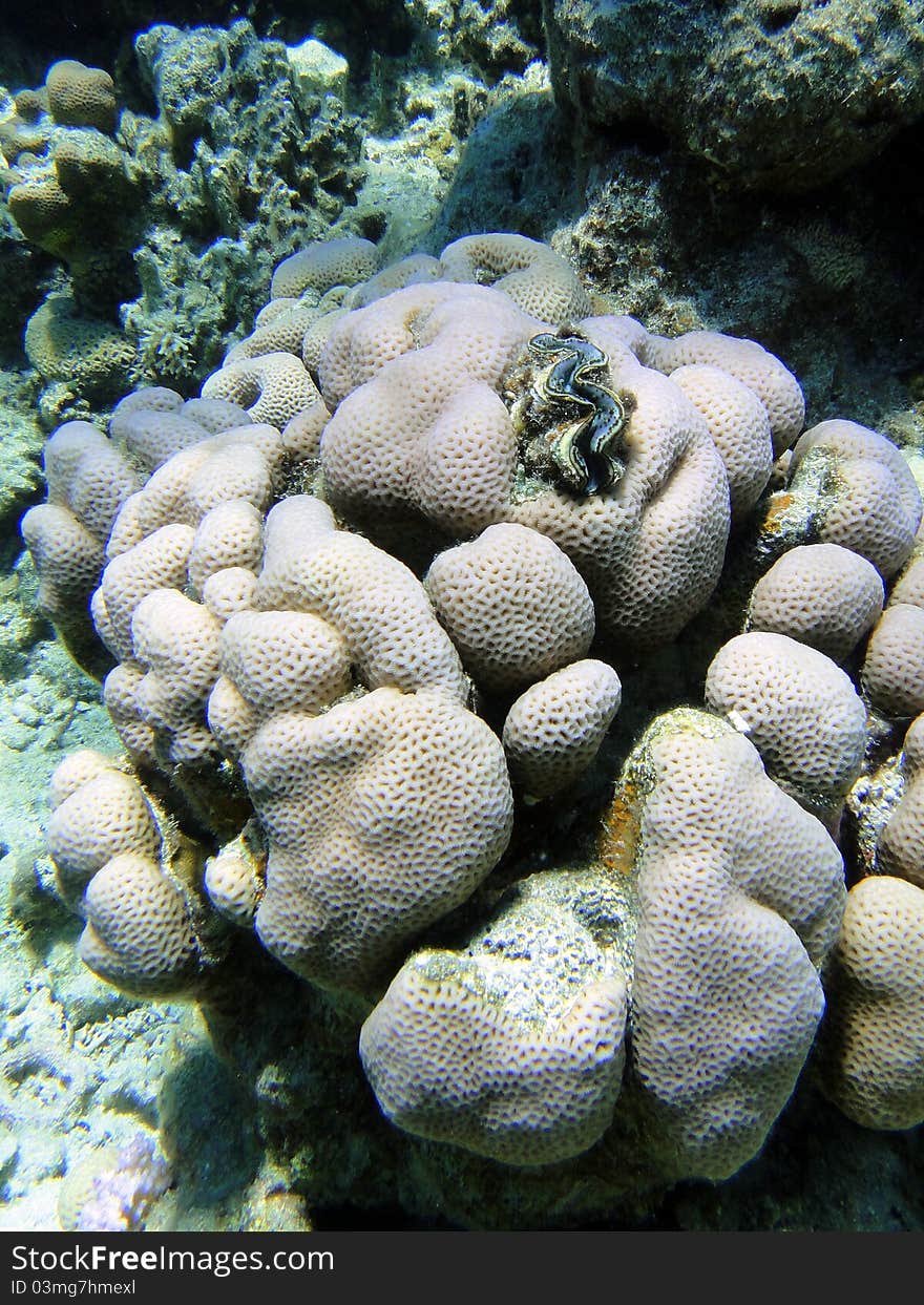 Interest Coral 1