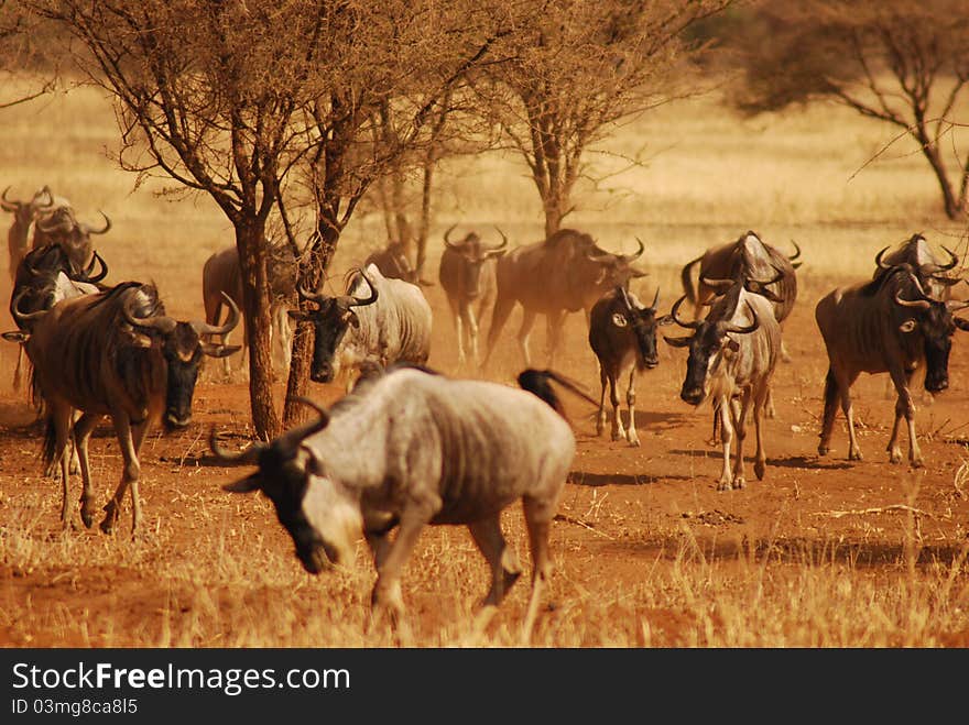 Herd Of Wildebeest In Tarangire NP, Tanzania