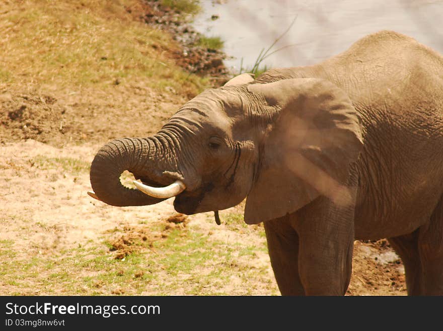 A view of a lone Elephant drinking at the watering hole in Tarangire National Park, Tanzania. A view of a lone Elephant drinking at the watering hole in Tarangire National Park, Tanzania