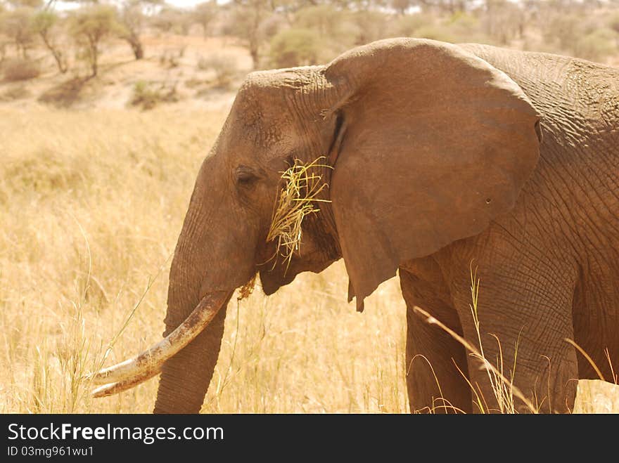 A close-up shot of a hungry Elephant in Tarangire National Park, Tanzania. A close-up shot of a hungry Elephant in Tarangire National Park, Tanzania