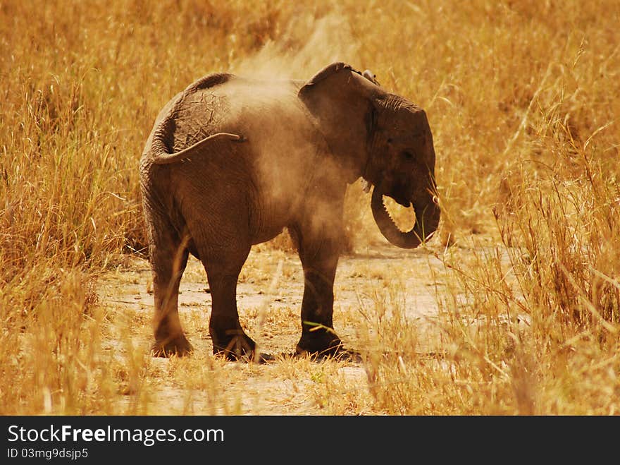 Dust bath for a baby Elephant in Tarangire NP