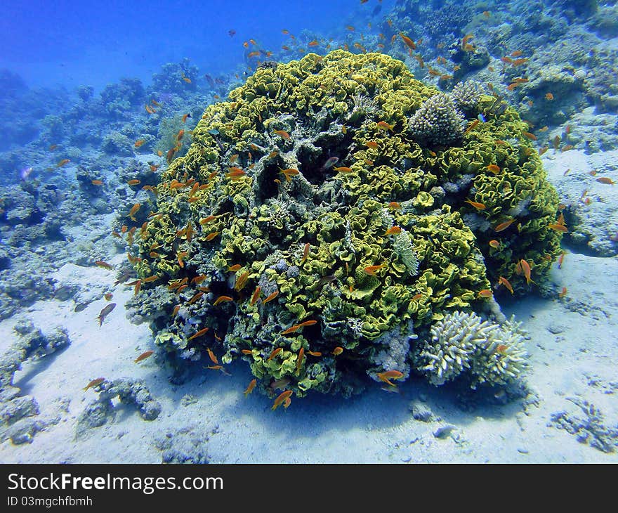 Underwater scene, rest on the Red sea, Egypt, Sharm El Sheikh. Underwater scene, rest on the Red sea, Egypt, Sharm El Sheikh