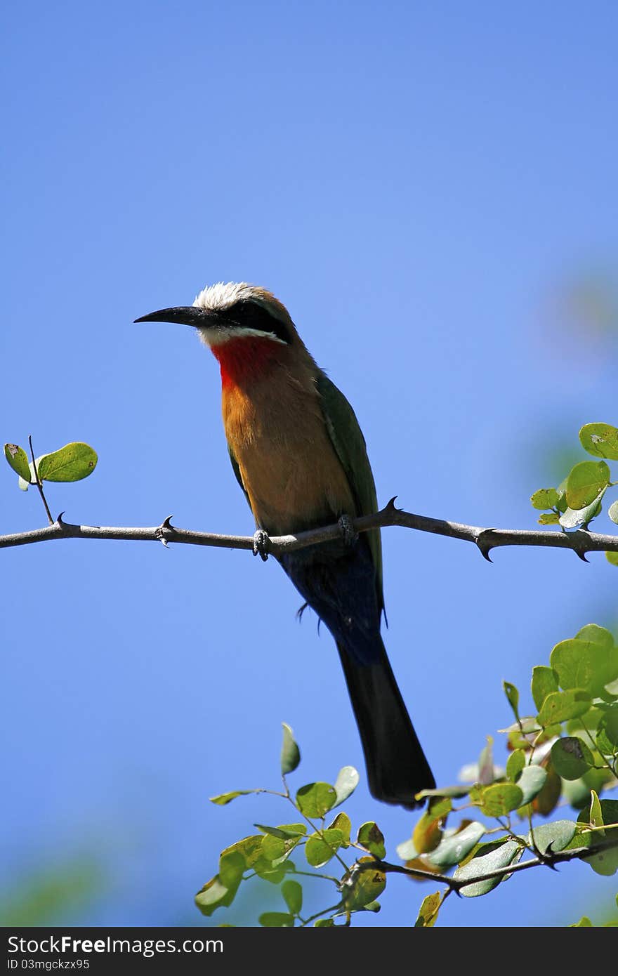 White-Fornted Bee-Eater perched on acacia thorn over the Okovango Delta. White-Fornted Bee-Eater perched on acacia thorn over the Okovango Delta