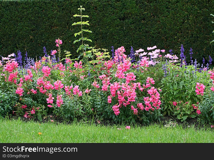 Brightly colored flowering plants in the park