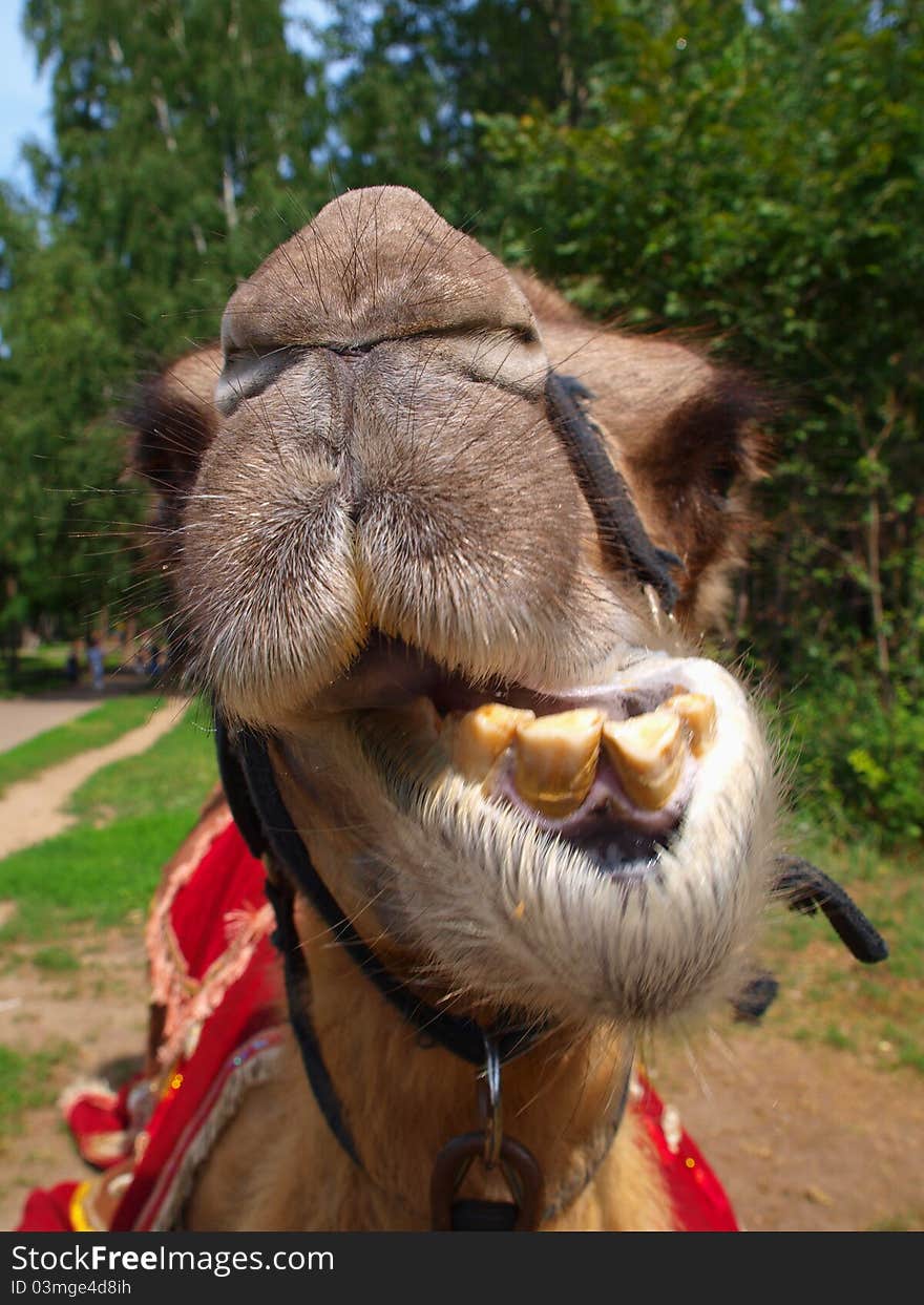 The head of a young camel, close-up. Focus on the nose