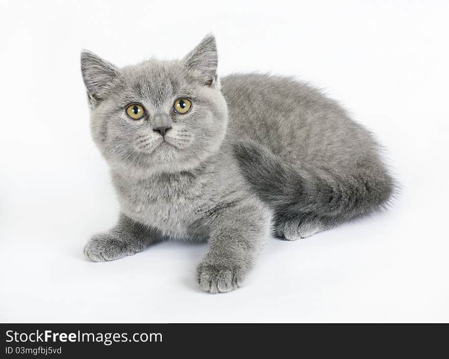 British kitten on white background