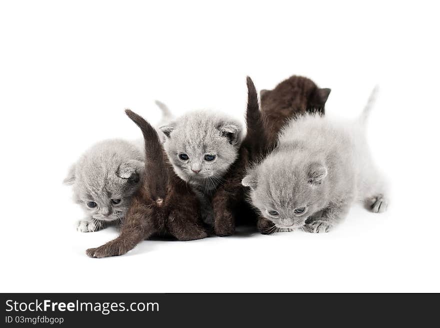 Five british kittens