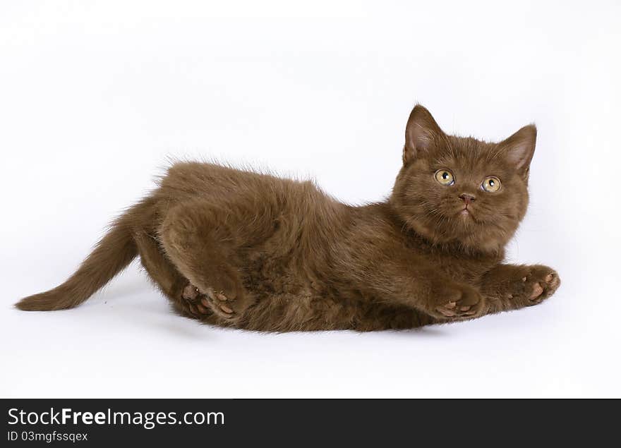 Chocolate British kitten on white background