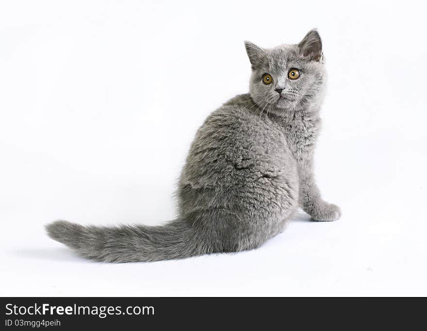 British cat on white background