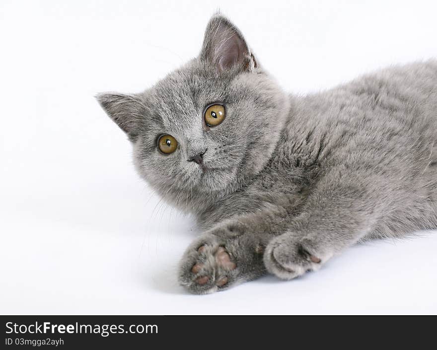 British cat on white background