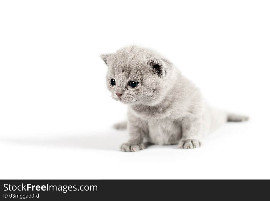 Gray british kitten