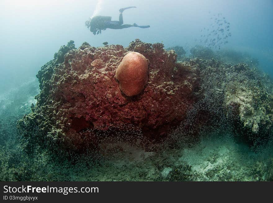 Diver and coral reef fishes. Diver and coral reef fishes