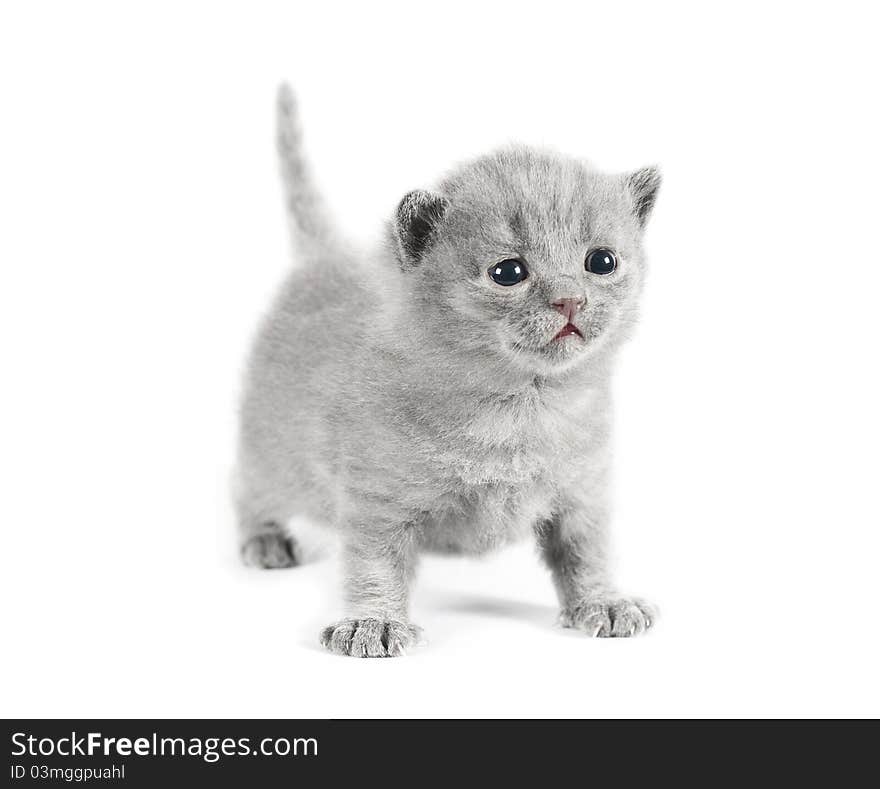 Gray british kitten