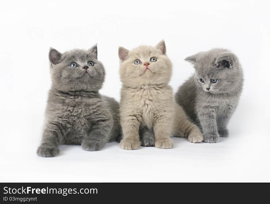 Three British kittens on white background