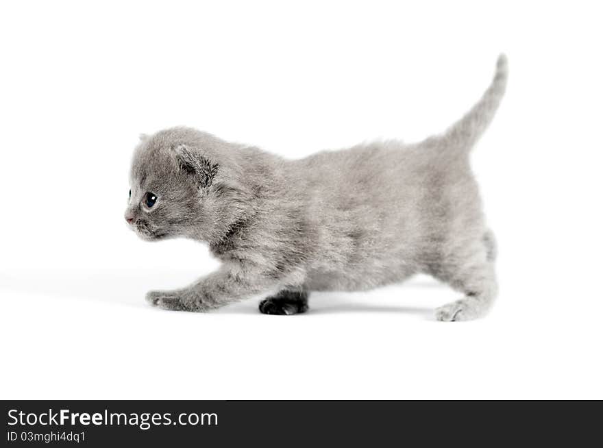 Gray british kitten