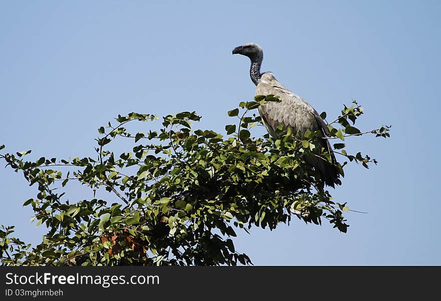 African White Backed Vulture, scavenger of the open plains. African White Backed Vulture, scavenger of the open plains