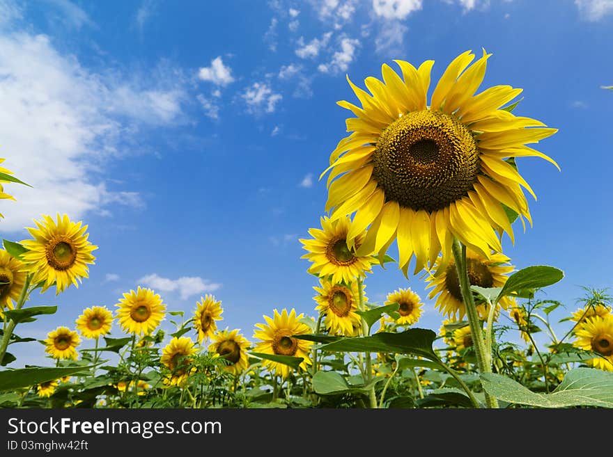 Sunflower in a field of sunflowers in sunny day