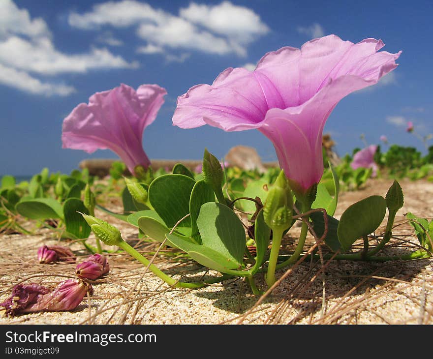 Stunning Pink Flower on the Beach, seen with dramatic ground level view and lovely little clouds dotting the otherwise blue sky. Truly an exotic, dreamlike holiday.