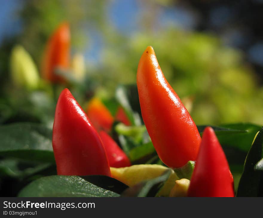 Striking Red Chili On The Plant - Spicy And Hot!