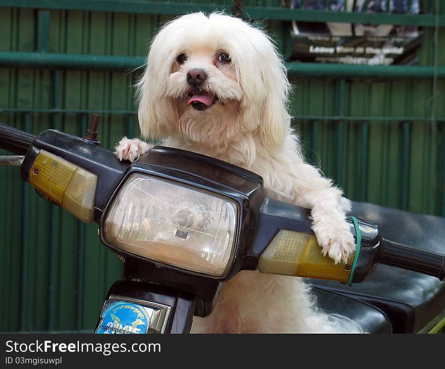 Dog on Motorcycle!