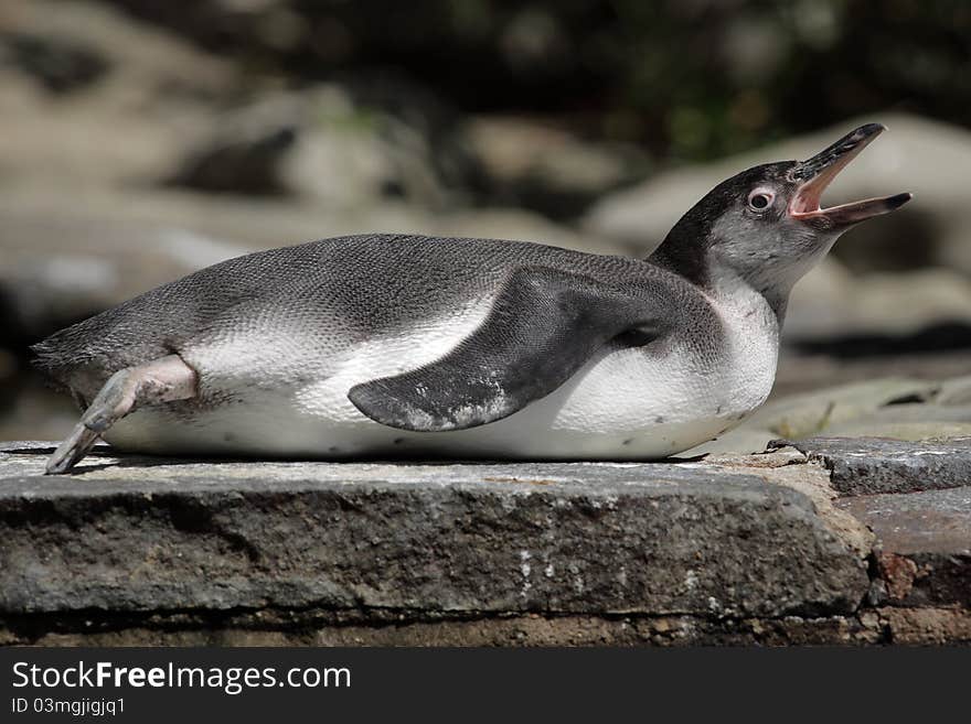 Humboldt penguin